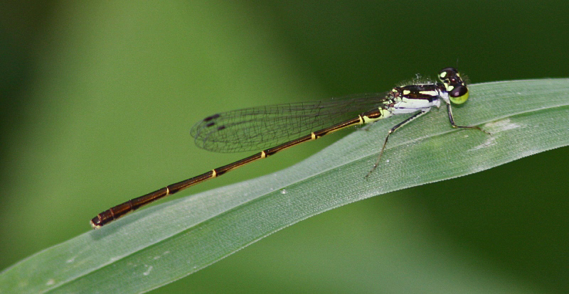 Fragile Forktail