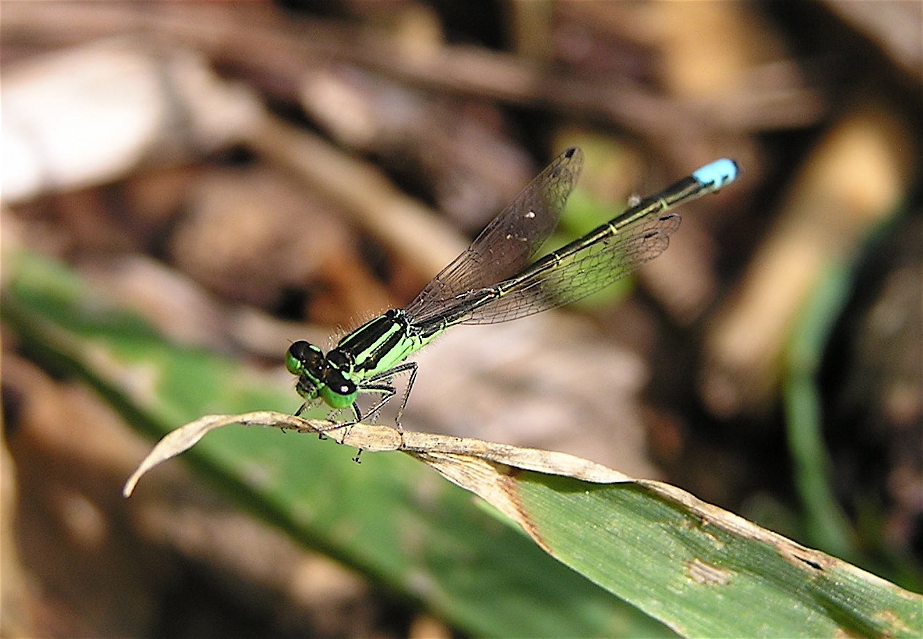 Eastern Forktail