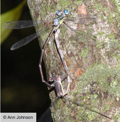 Southern Spreadwing