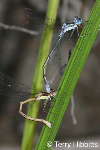 Northern Spreadwing