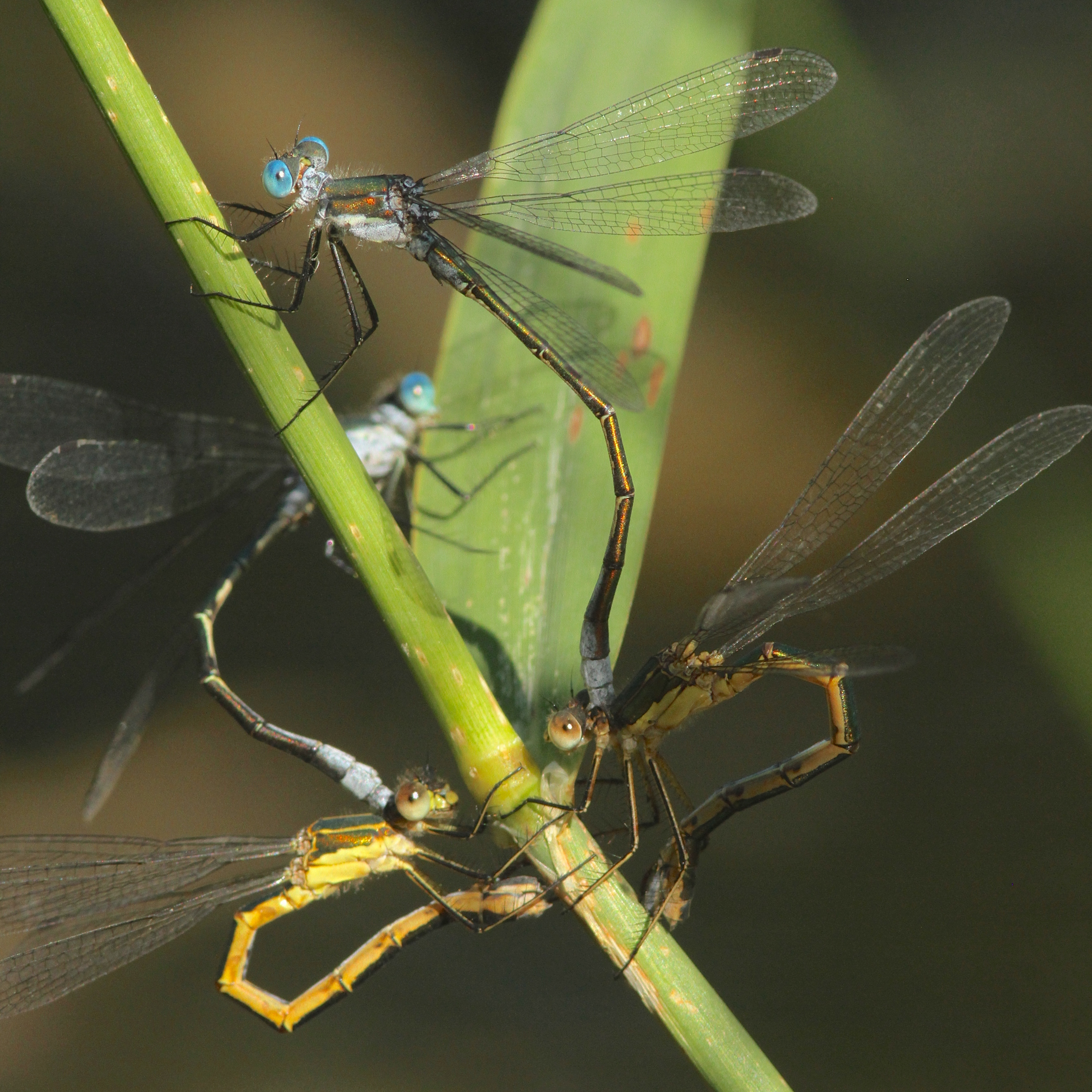 Emerald Spreadwing