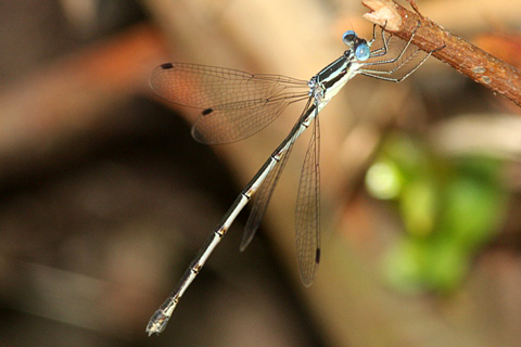 Slender Spreadwing