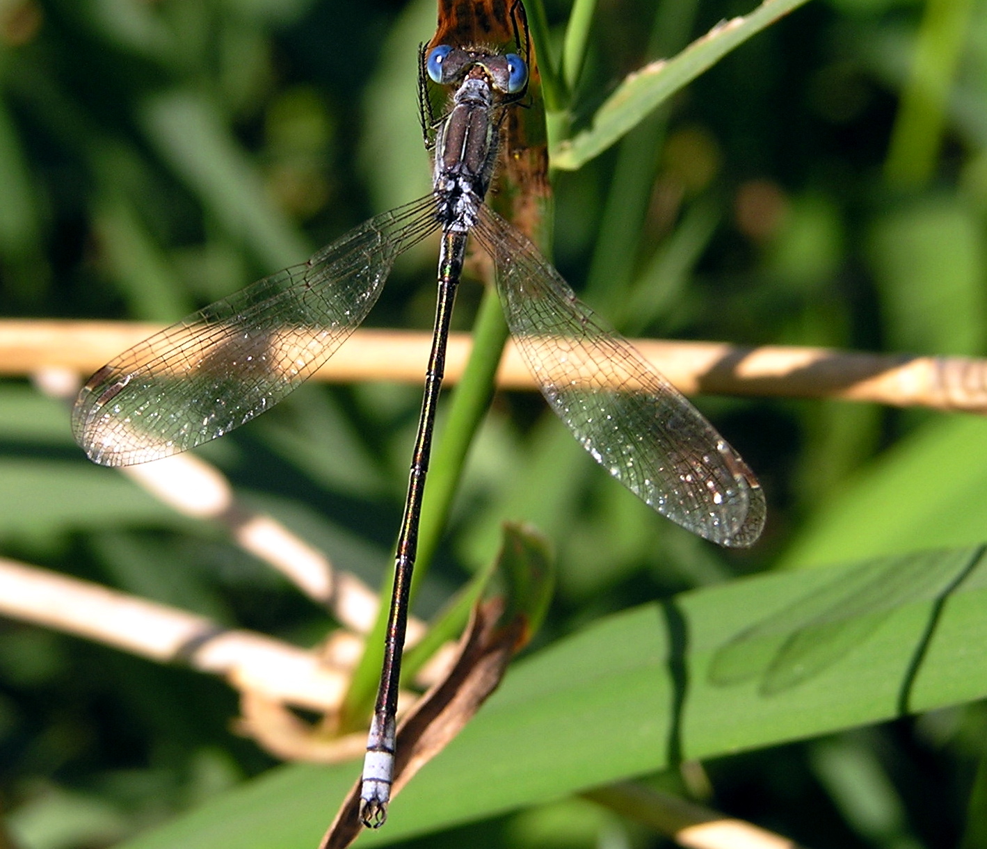 Lyre-tipped Spreadwing