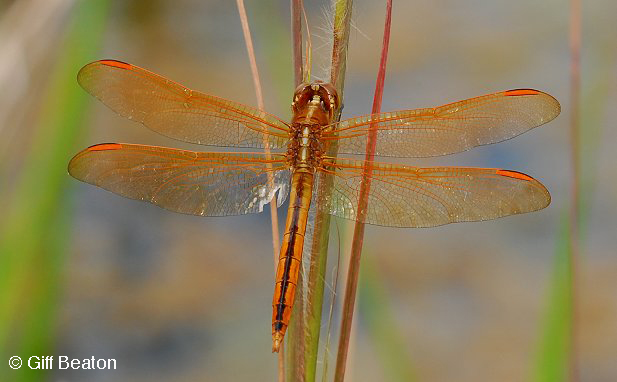 Golden-winged Skimmer