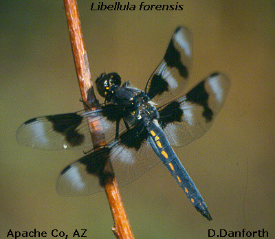 Eight-spotted Skimmer