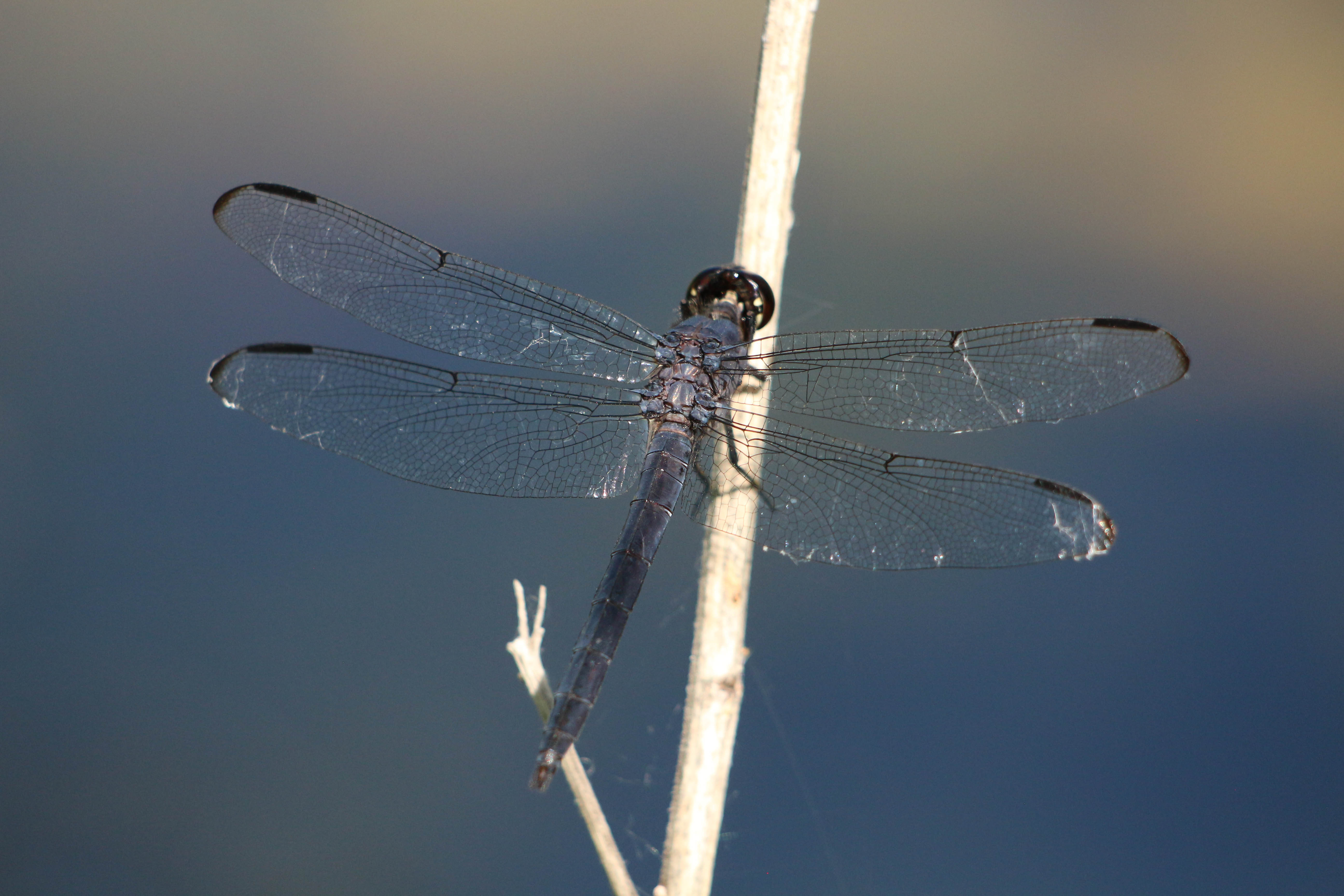 Slaty Skimmer