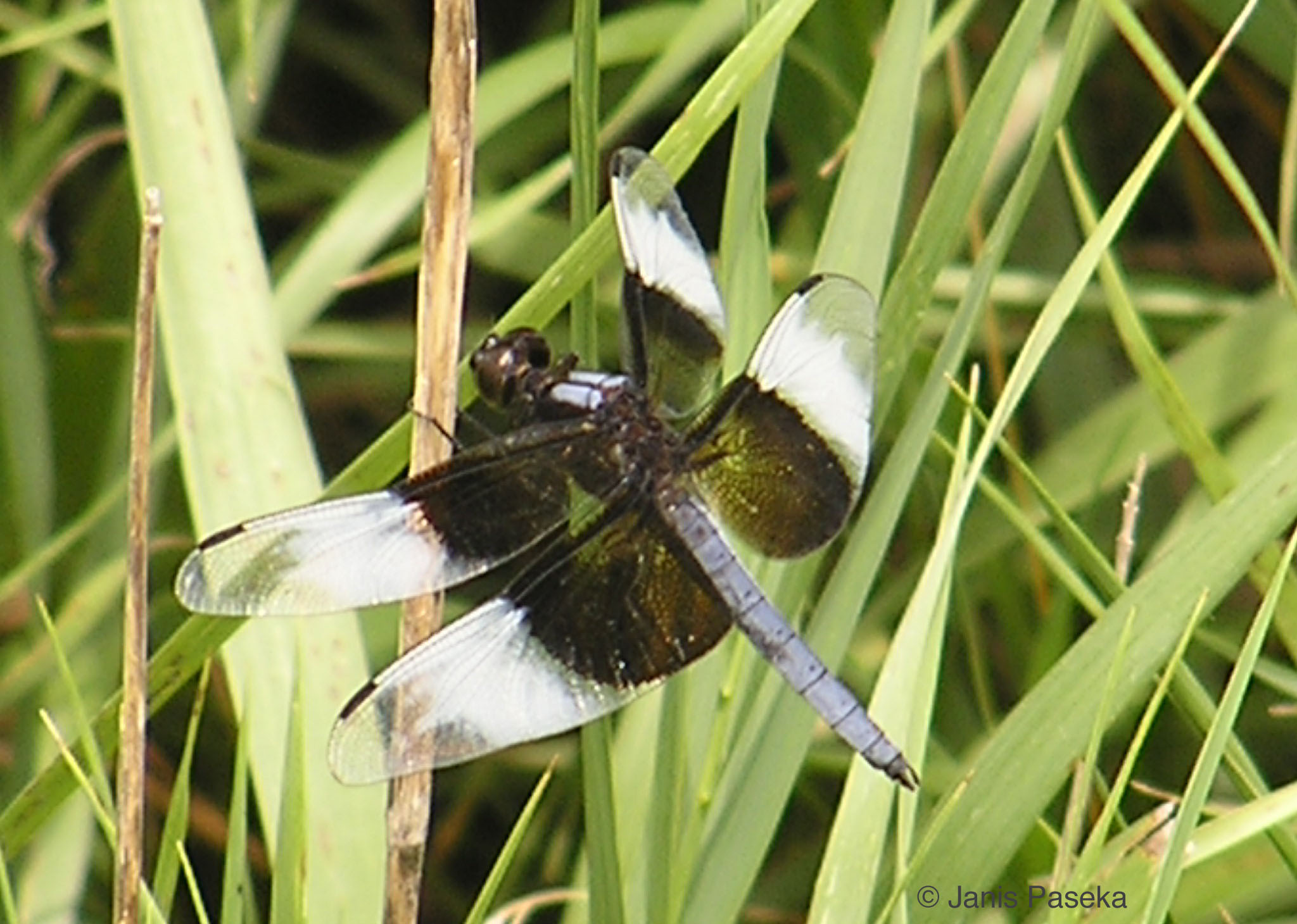 Widow Skimmer