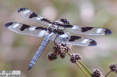 Twelve-spotted Skimmer