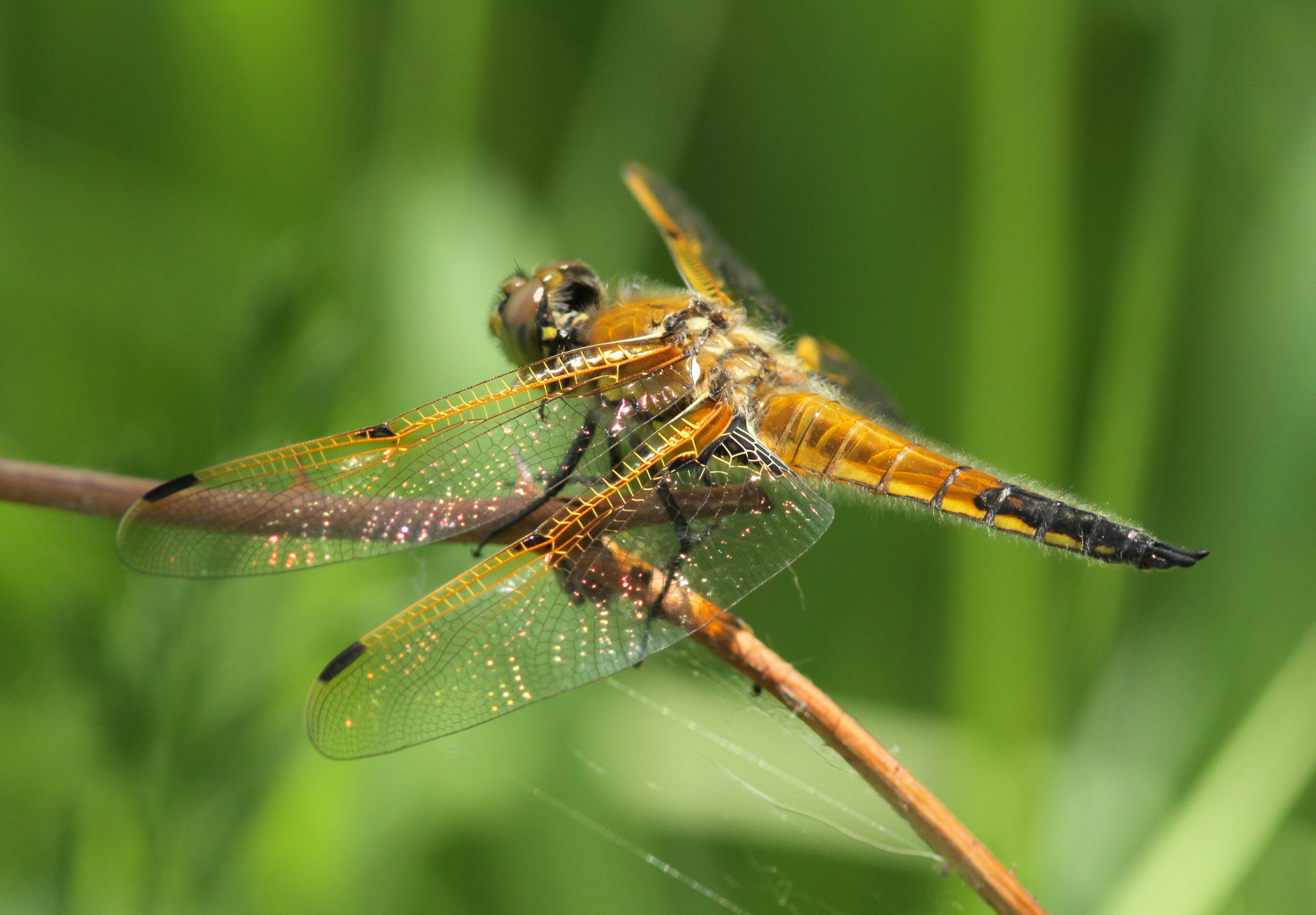 Four-spotted Skimmer