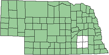 American Rubyspot map