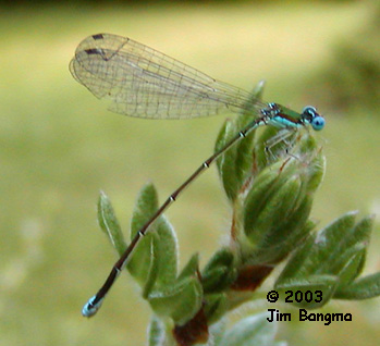 Sedge Sprite