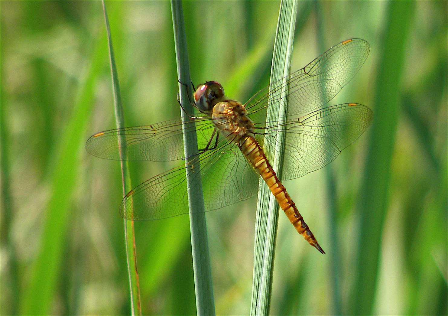 Wandering Glider