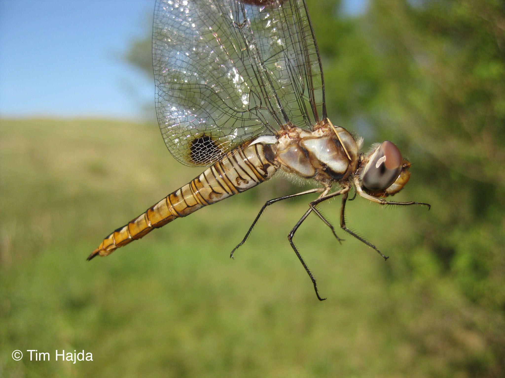 Spot-winged Glider