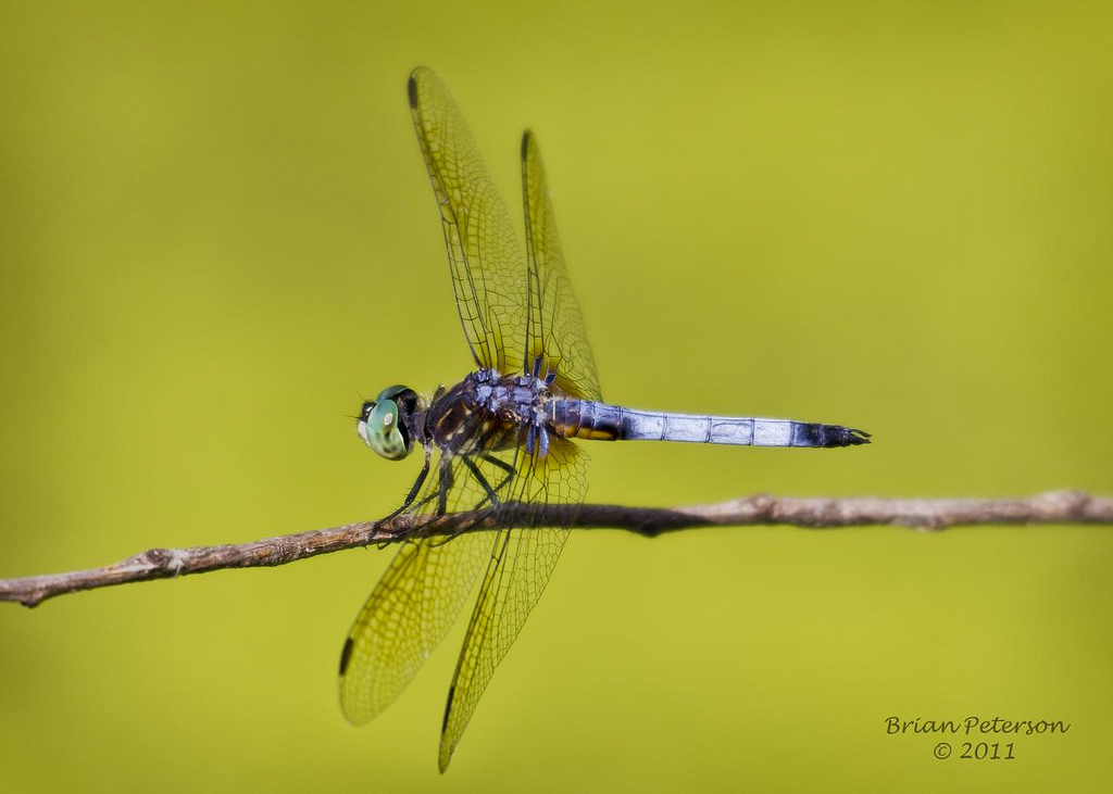 Blue Dasher