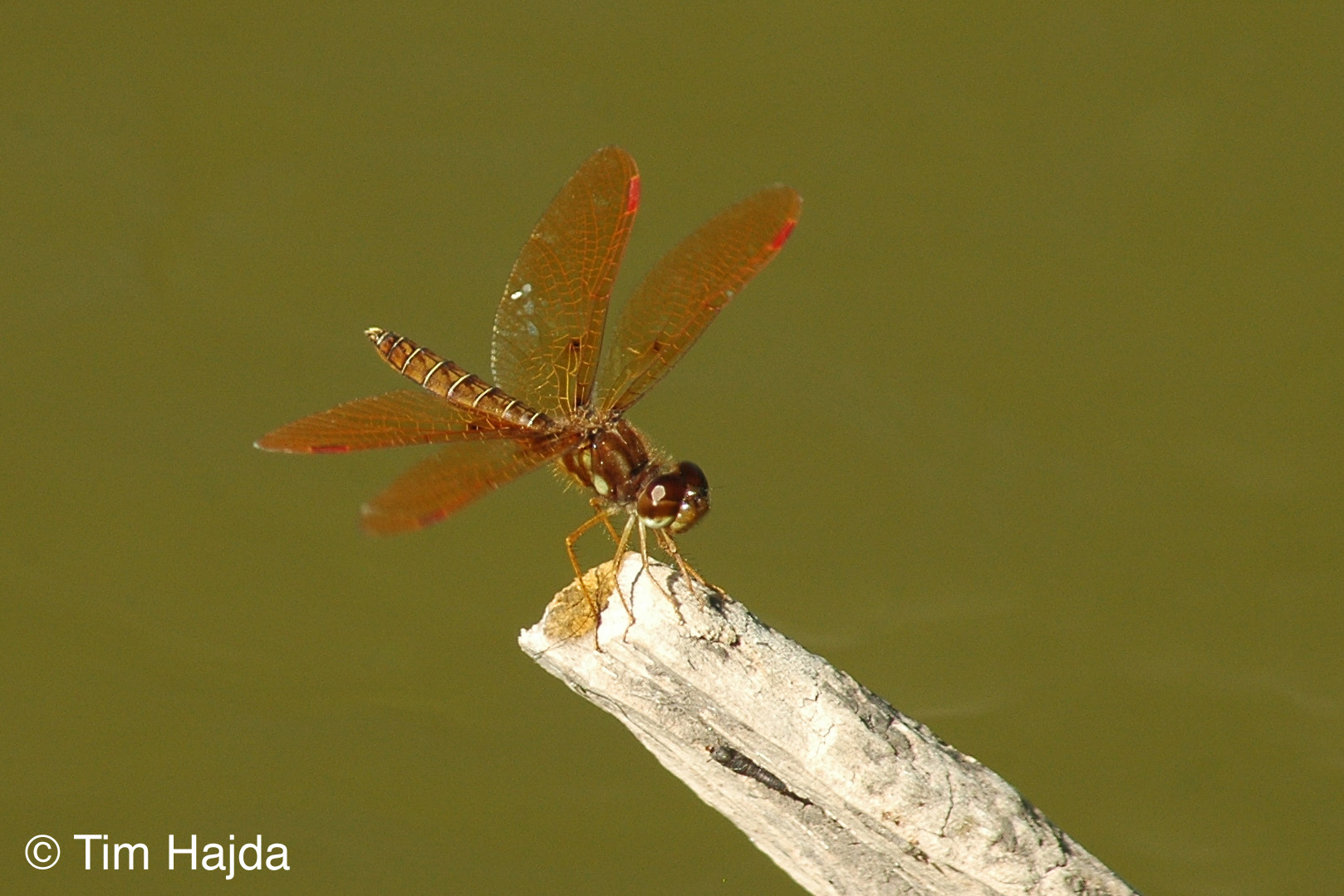 Eastern Amberwing