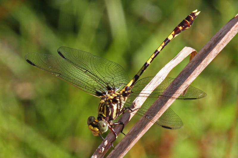 Common Sanddragon