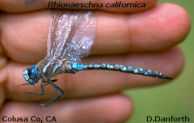 California Darner