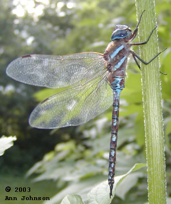 Blue-eyed Darner