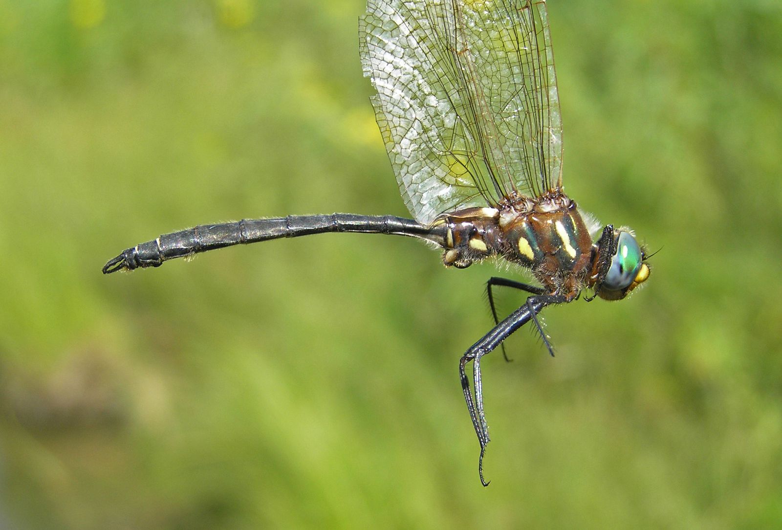 Plains Emerald