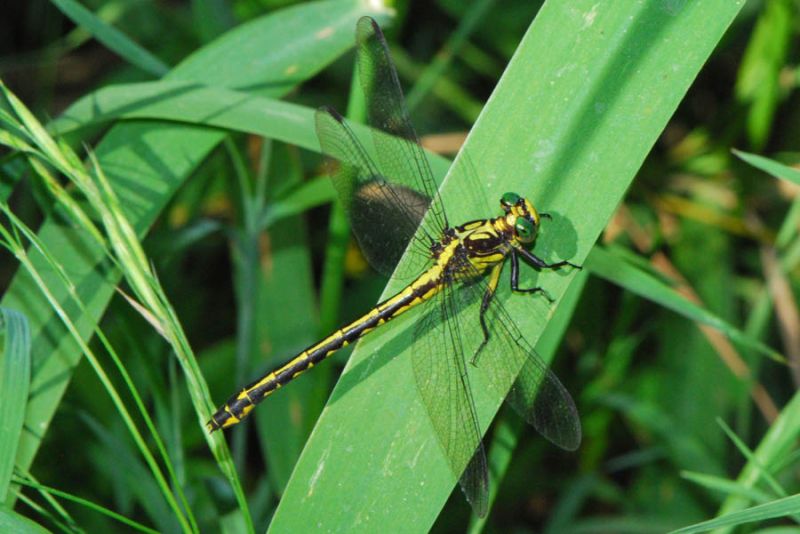 Riverine Clubtail