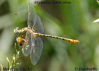 Brimstone Clubtail