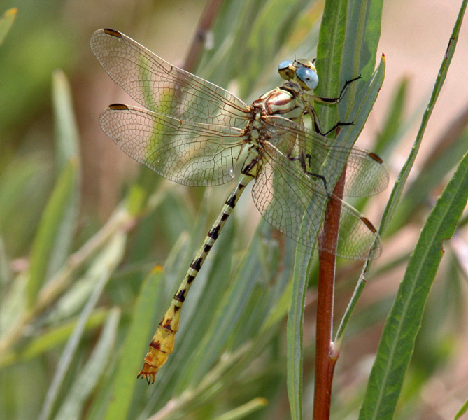 Brimstone Clubtail