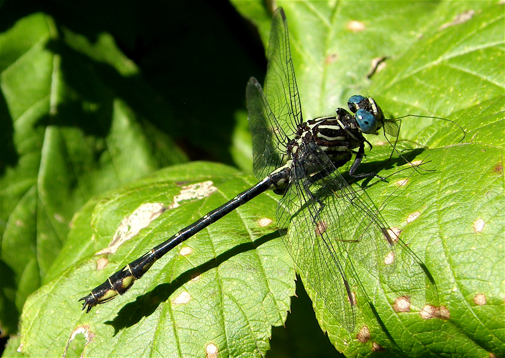 Elusive Clubtail