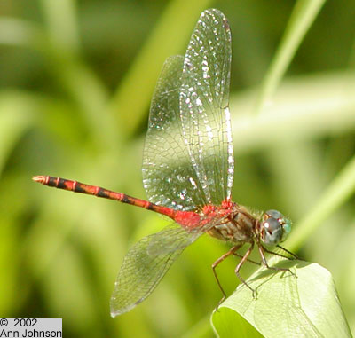 Blue-faced Meadowhawk