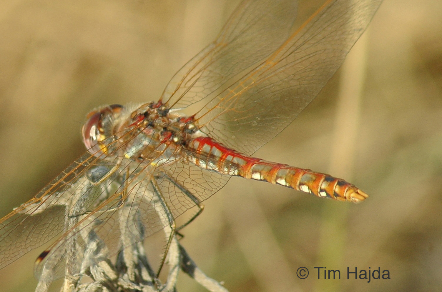 Variegated Meadowhawk