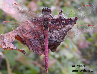 Saffron-winged Meadowhawk