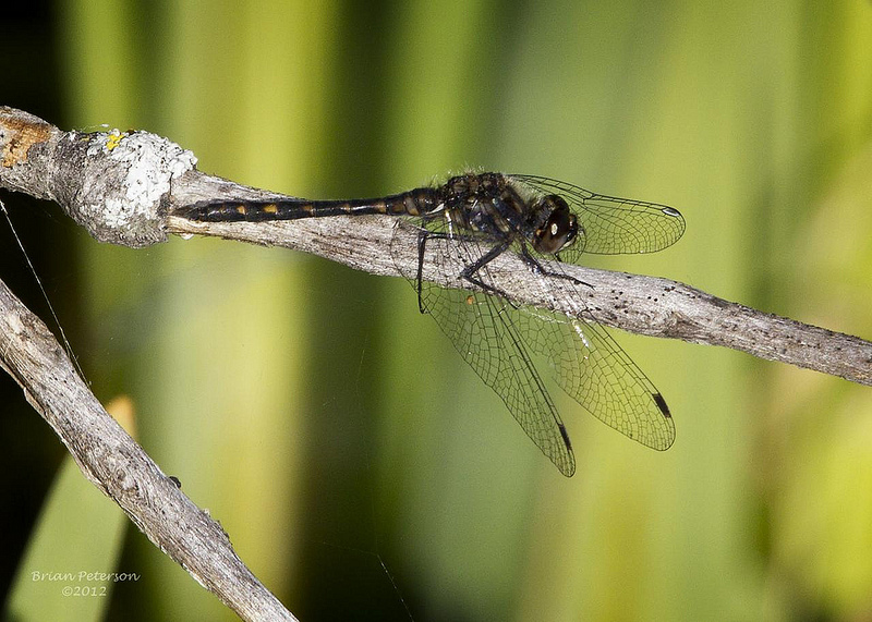 Black Meadowhawk