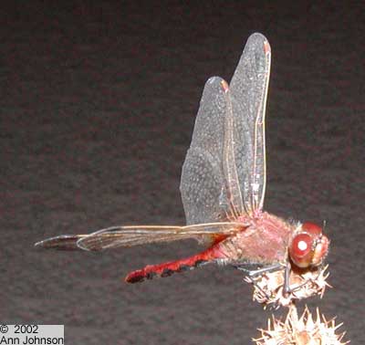 Cherry-faced Meadowhawk