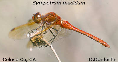 Red-veined Meadowhawk