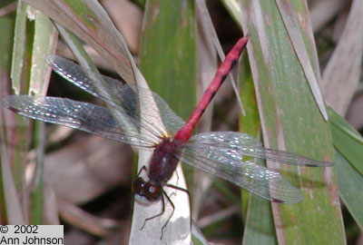 White-faced Meadowhawk