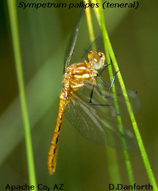 Striped Meadowhawk