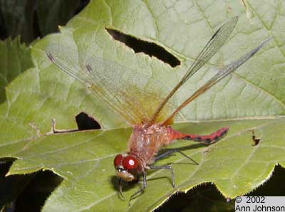 Ruby Meadowhawk