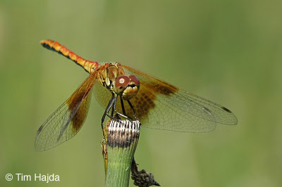 Band-winged Meadowhawk