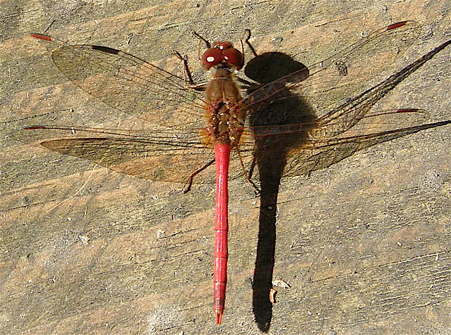 Autumn Meadowhawk