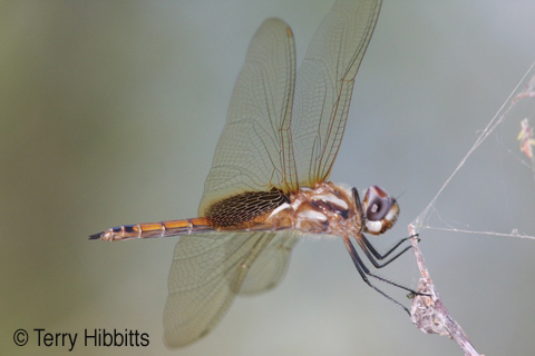 Striped Saddlebags