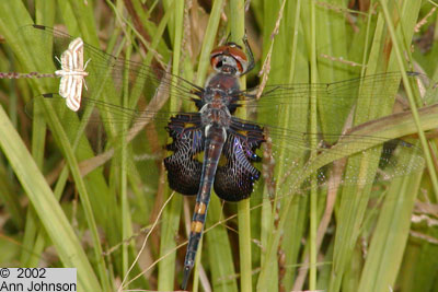 Black Saddlebags