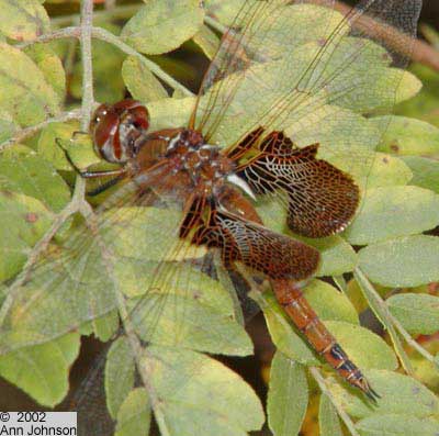 Red Saddlebags