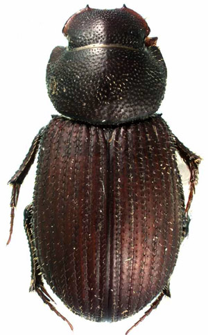 scarab image