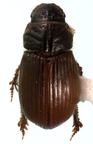 scarab image