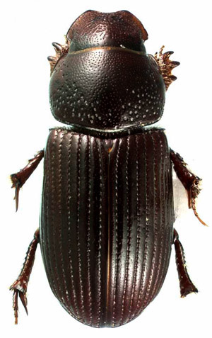 scarab image