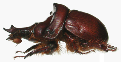male