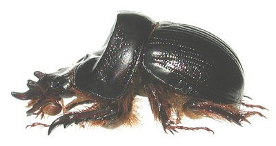 male