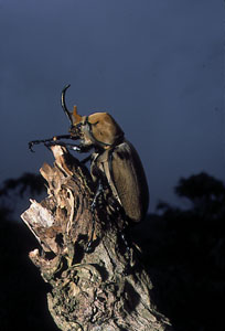 Honduras#10.jpg (21240 bytes)