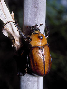 Honduras#3.jpg (24835 bytes)