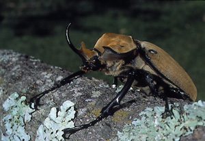 Honduras#9.jpg (44828 bytes)