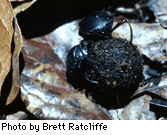 Rolling in ball of dung